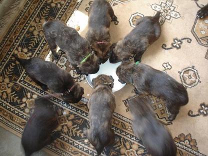 Holandsk� ov��k s PP