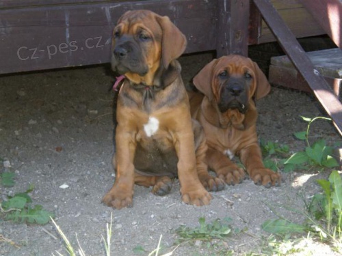 Tosa Inu �t���tka