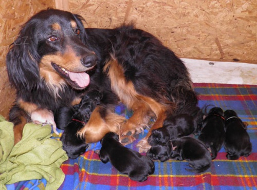 HOVAWART - �t��ata s PP