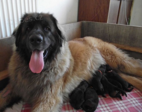 Leonberger - �t��ata
