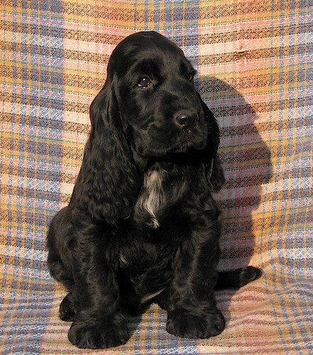 Anglick� kokr�pan�l