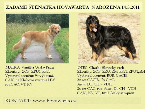 Hovawart �t���tka s PP