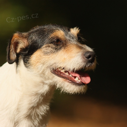 �t��ata Parson Russell teri�r s PP