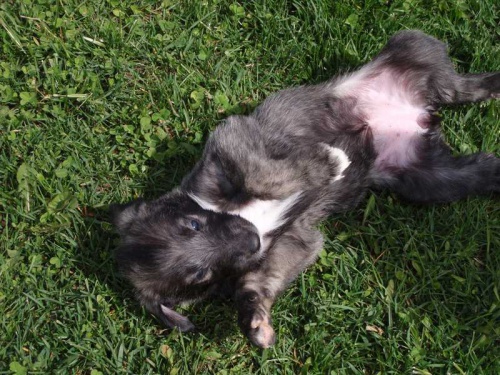 Irsk� vlkodav - �t��ata