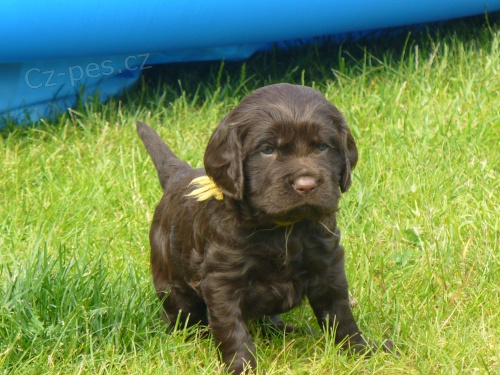 �t��ata n�meck�ho k�epel�ka