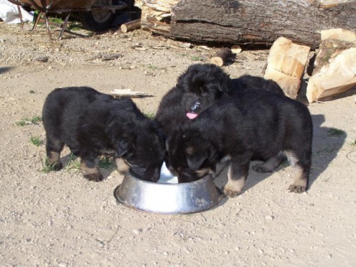 N�meck� ov��k - �t���tka