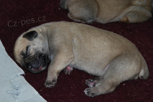 Prod�m �t��ata Boerboel, �pi�kov� rodi�e