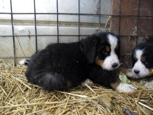 �t��ata Bernsk�ho sala�nick�ho psa