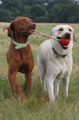 Hotel Hrav� psi - hl�d�n�, ubytov�n�, ven�en�