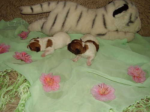Kvalita na kr�tk�ch no�k�ch Jack Russell Terrier s PP