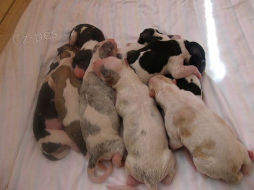 BARZOJ - Kr�sn� �t���tka s PP