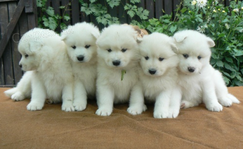 Samojed - �t���tka s PP