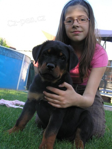 Rotvajler �t��ata s PP