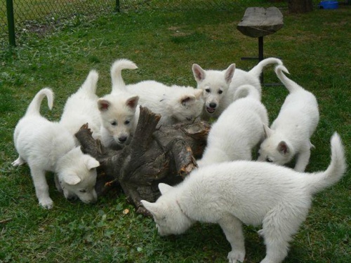 Nab�dka �t��at b�l�ho �v�carsk�ho ov��ka s PP!