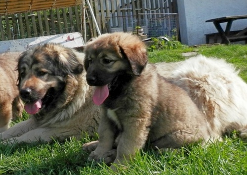 Kavkazsk� pasteveck� pes