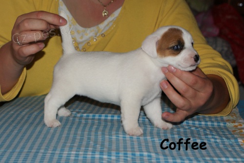 Hladk� fenka s PP - Jack Russell terier