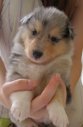 Kolie dlouhosrst� s PP- trikolorn� a bluemerle