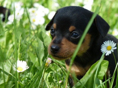 Pra�sk� krysa��k