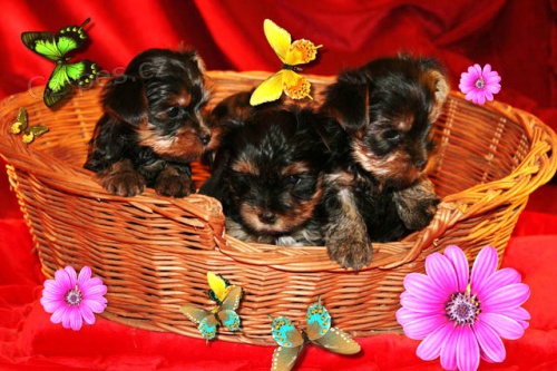 Jork��rsk� terri�r s PP ji� od 7000