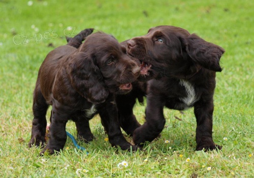 N�meck� k�epel�k