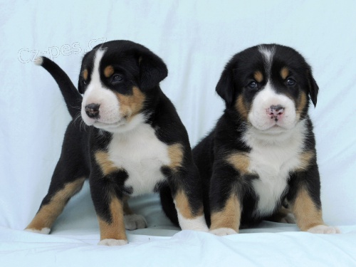 velk� �v�carsk� sala�nick� pes-�t�n�