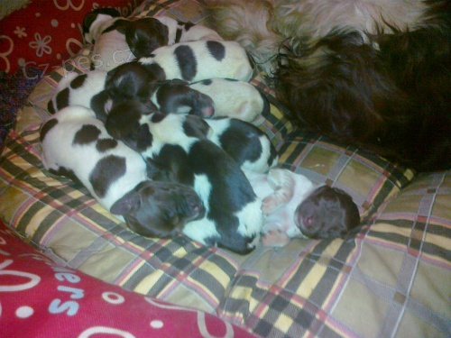 �t��ata Mal� munsterlandsk� oha�