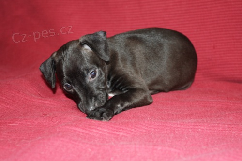 �t��ata Italsk�ho chrt�ka