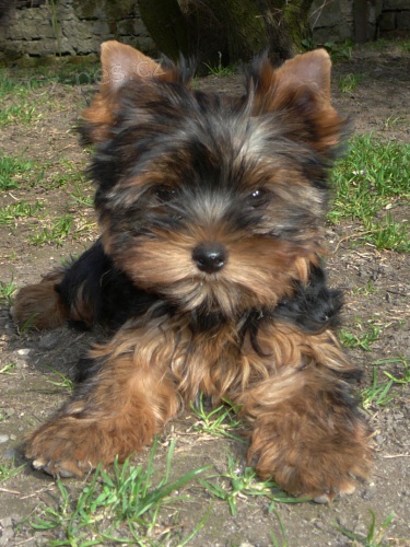 Jor��rsk� terier s pp