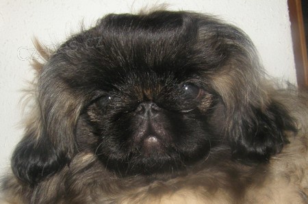 Pekingsk� pal�cov� ps�k - fenka s PP