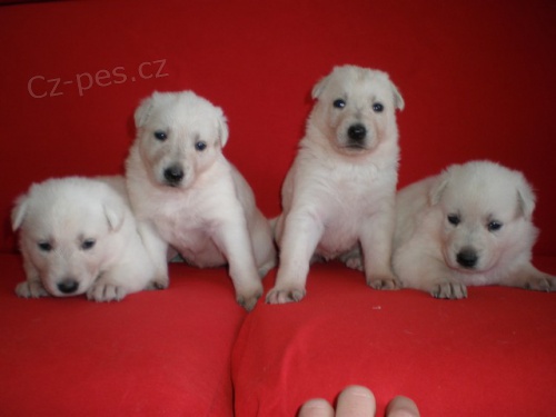 B�L� �V�CARSK� OV��K