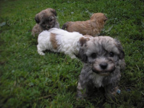 Bolo�sk� ps�k barevn� - Rusk� bi�onek