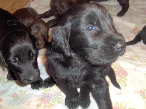 FLAT COATED RETRIEVER - �ern� �t��ata s PP