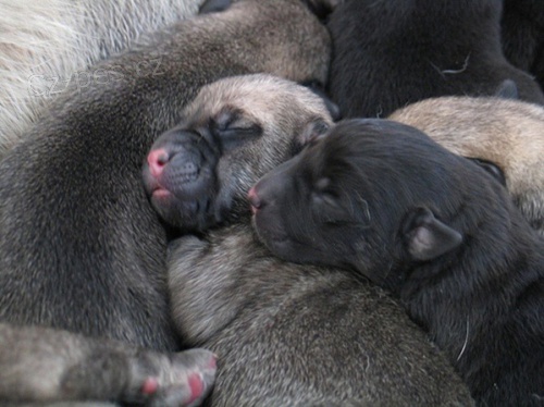 �pan�lsk� mastin s PP