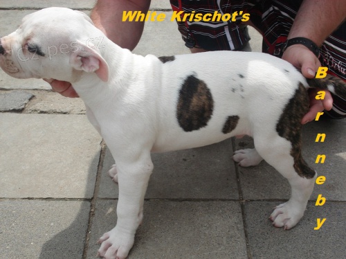 Americk� buldok - �t��ata