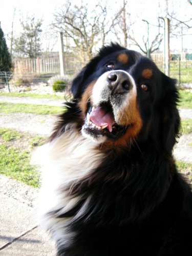 BERNSK� SALA�NICK� PES