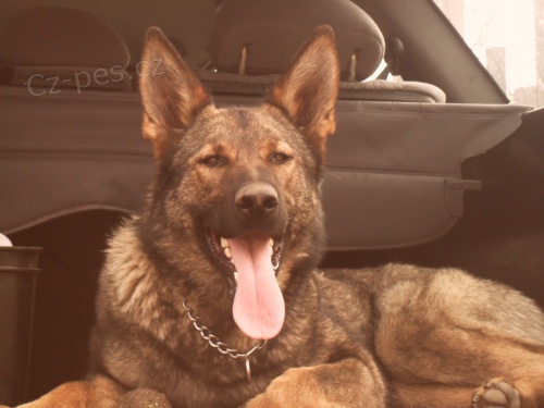 v�cvik a p�ev�chova