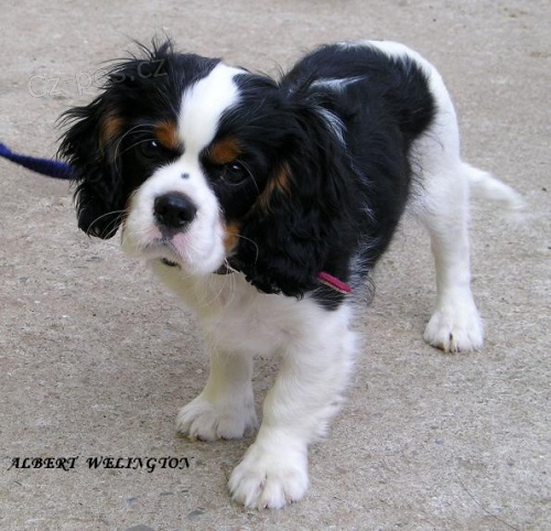 Kaval�r king charles �pan�l s PP