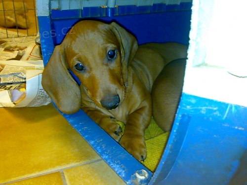 Jezev��k hladkosrst�