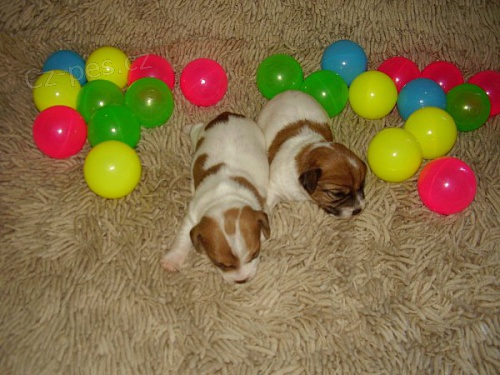 Jack Russell Terrier �t���tka s PP, kr�tk� no�i�ky