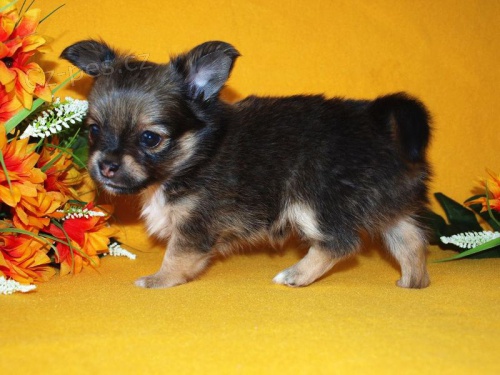 �ivava dlouhosrst� s pp.