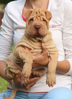 �arpej - p�ekr�sn� �t���tko s PP