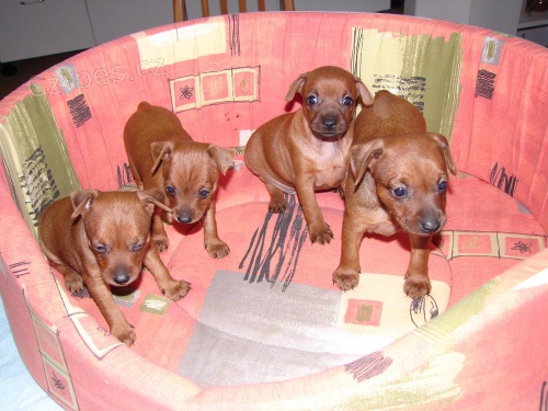 �t���tka pin�e - pejsci