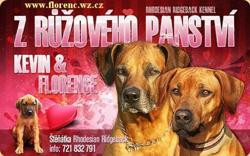 Rhodesian ridgeback - �t���tka s PP