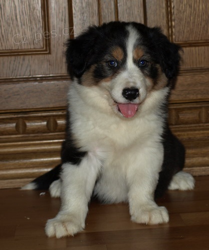 �t�n�tka borderek