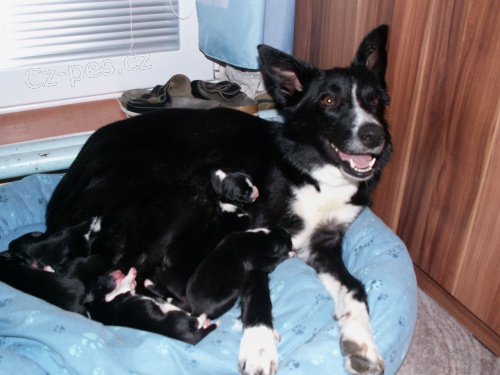 Prod�m �t���tka Border kolie bez PP