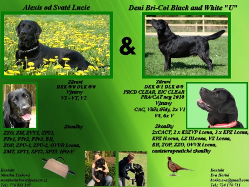 �t���tka labradorsk�ho retr�vra s PP