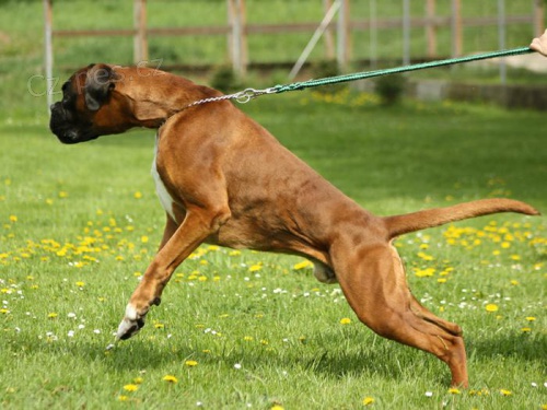 Prod�m kryc�ho psa-n�meck�ho boxera