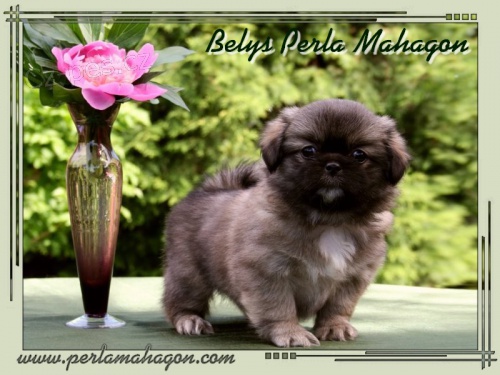 Tibetsk� �pan�l