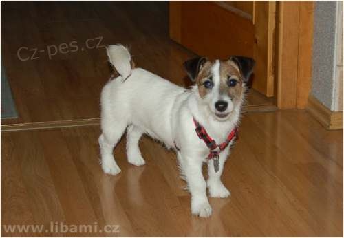 Jack a Parson Russell teri�r