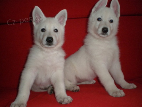 B�L� �V�CARSK� OV��K